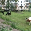 Коровы на улицах города