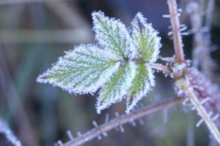 В Прикамье ожидается первый снег
