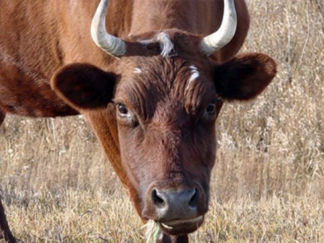 В Александровске участились случаи нападения быков на людей