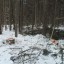 В Александровске мужчина осужден за незаконную рубку леса в особо крупном размере