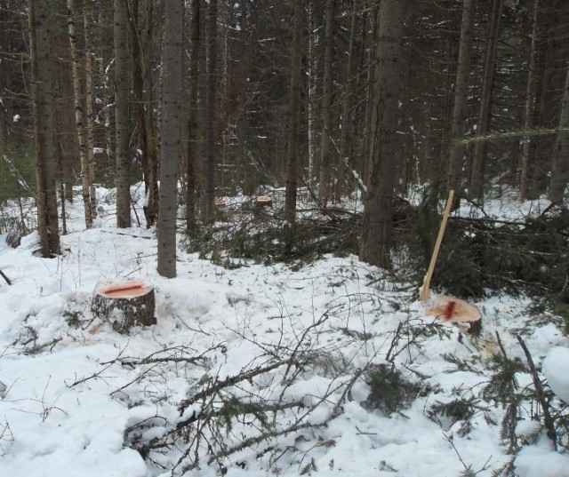 В Александровске мужчина осужден за незаконную рубку леса в особо крупном размере