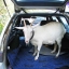 Штраф в размере 80 тысяч рублей за похищение козы получили два александровца