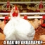 Яйва курицу научит