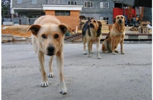 Прокуратура потребовала отловить бродячих собак в Пермском крае