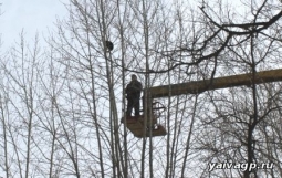 В Яйве коммунальщики спасли кошку