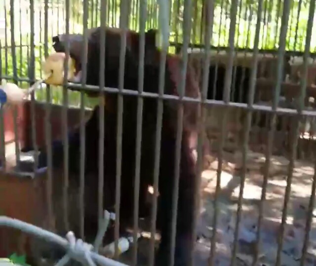 Природоохранная прокуратура не выявила нарушений по содержанию и питанию медведя