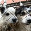 Администрация Александровска заключила контракт на отлов безнадзорных собак