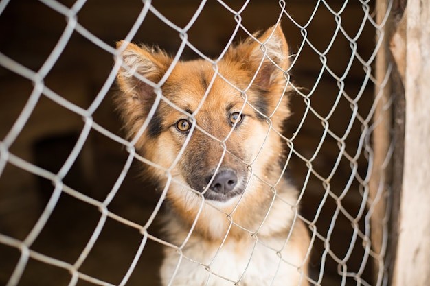 В 2022 году Александровскому округу на отлов безнадзорных собак выделено 683 тысячи рублей
