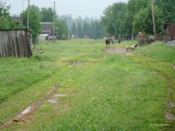 Прокуратура Александровска обязала через суд восстановить поселковую дорогу