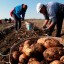 Россельхознадзор опроверг информацию о штрафах за выращивание картофеля для личных нужд