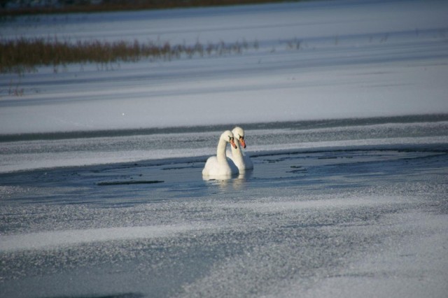 В Александровском районе на замерзшем пруду обнаружены два лебедя