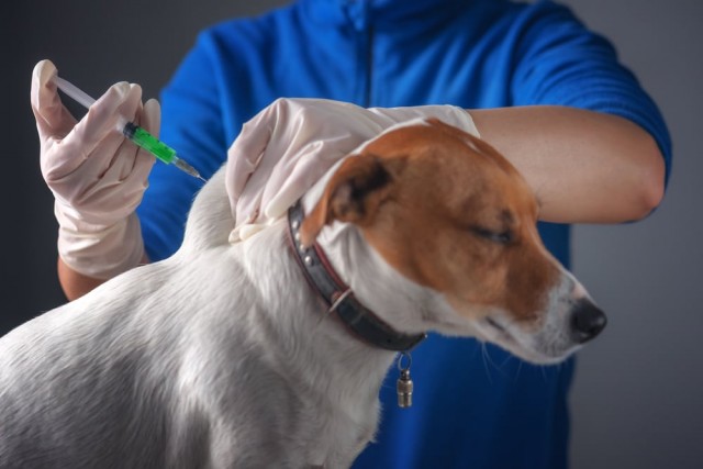 В Яйве проводится бесплатная вакцинация собак и кошек от бешенства