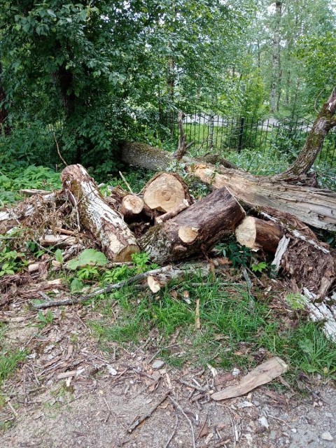 В Александровске ведутся работы по ликвидации старых поврежденных деревьев