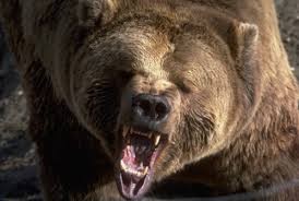 Подробности о нападении медведя на лесоруба в районе поселка Яйва