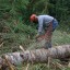 В Пермском крае полицейские выявили факты незаконной рубки леса