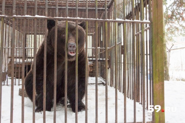 Медведь уже 17 лет живет на территории Александровского завода