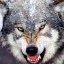 Александровское охотобщество взялось за регулирование численности волков