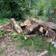 В Александровске ведутся работы по ликвидации старых поврежденных деревьев