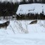 От жителей поселка Яйва поступают сигналы о нападении волков на домашних собак