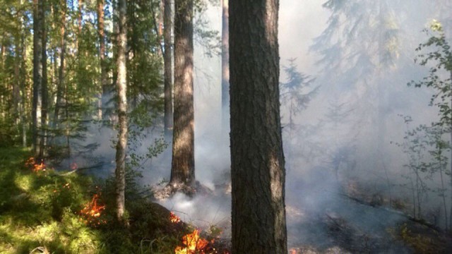 Прикамье накрыл дым от сибирских лесных пожаров