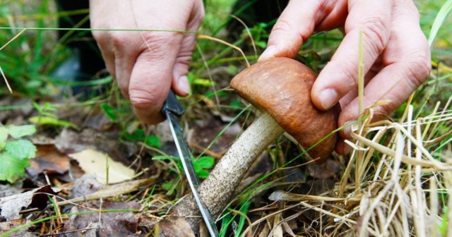 Почему не следует класть грибы в полиэтилен