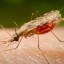 Малярийный сезон начался в Прикамье