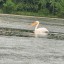 На Александровском пруду был замечен пеликан