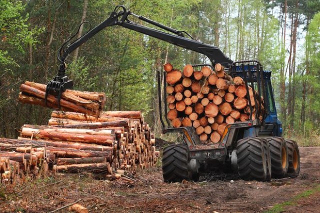 Житель Александровска незаконно вырубил деревья на миллион рублей