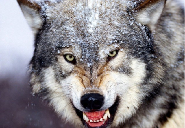 В Минприроды Прикамья объяснили, почему волки стали чаще выходить к людям