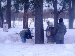 Кедр возле Дома Пастернака занесен в Реестр старовозрастных деревьев России