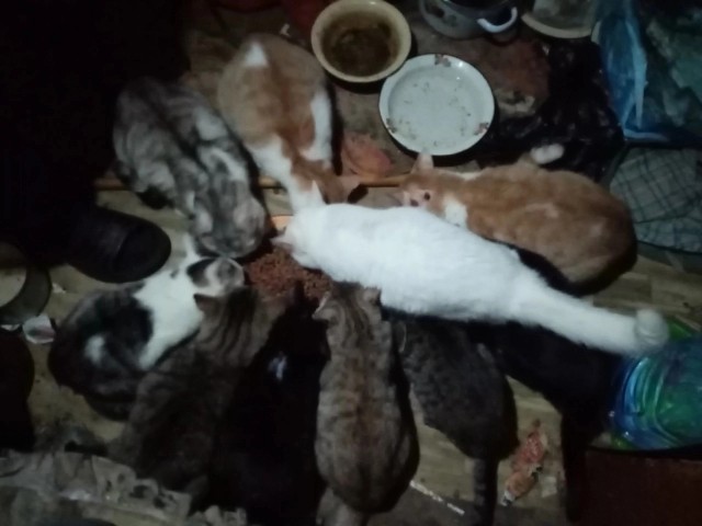 В Кизеле нуждаются в хозяевах около двух десятков кошек
