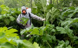 Где в Александровске уберут борщевик