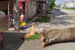 В Яйве нашли ответственного за упавшее на девочку дерево