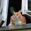 Живодера из Александровска будут судить за убийство кота