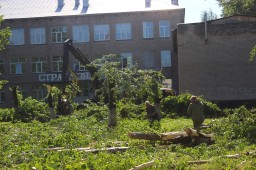 На территории Яйвинской школы спиливают большие деревья