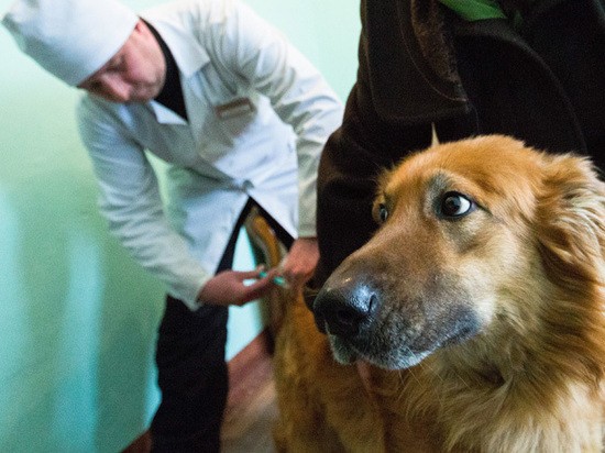 27 февраля проводится бесплатная вакцинация кошек и собак против бешенства
