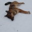 Полиция начала проверку после убийства собаки электрошокером во Всеволодо-Вильве
