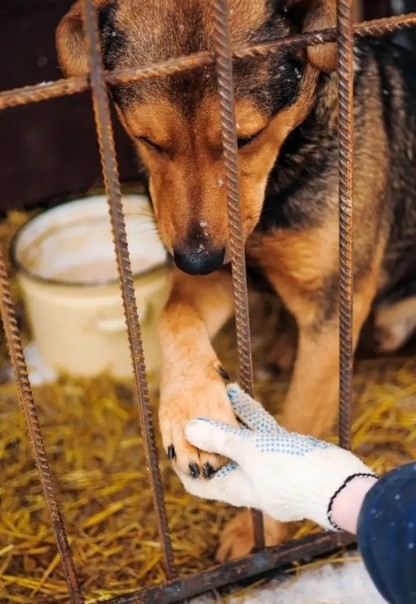 21-22 февраля на территории Александровского округа ведут отлов безнадзорных животных