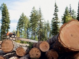 В Александровске прокуратура выявила бездействие со стороны должностных лиц лесничества