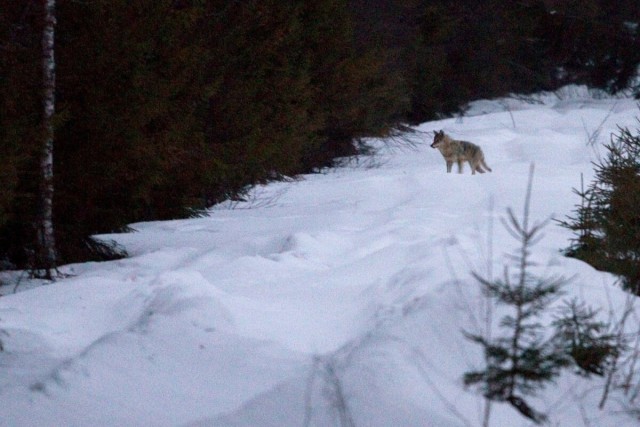 Жители Александровского округа сообщают о волках