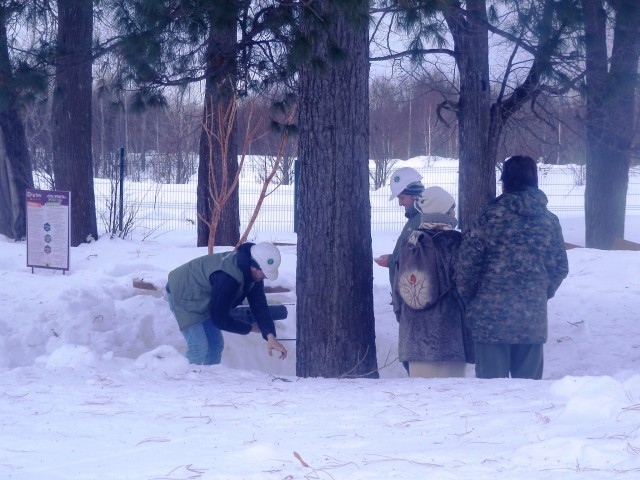 Кедр возле Дома Пастернака занесен в Реестр старовозрастных деревьев России
