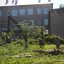 На территории Яйвинской школы спиливают большие деревья