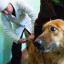 27 февраля проводится бесплатная вакцинация кошек и собак против бешенства