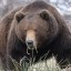 С 1 апреля открыта весенняя охота на медведя