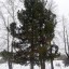 Кедр Пастернака из Всеволодо-Вильвы может стать «деревом года»